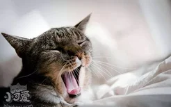 猫咪牙周炎吃什么药 牙周炎用药介绍
