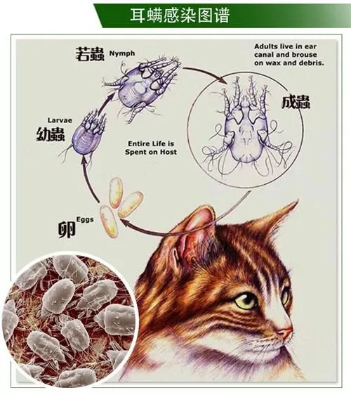 猫咪耳螨怎么治疗 猫咪得耳螨的原因介绍