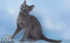 科拉特猫幽门阻塞有哪些症状 幽门阻塞症状介绍