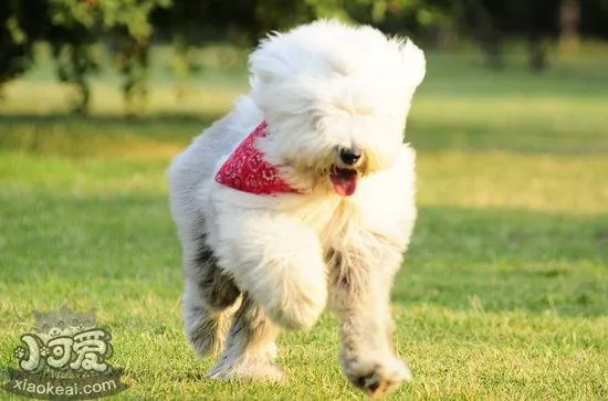 古牧得了犬瘟怎么治 英国古代牧羊犬犬瘟热治疗方法1