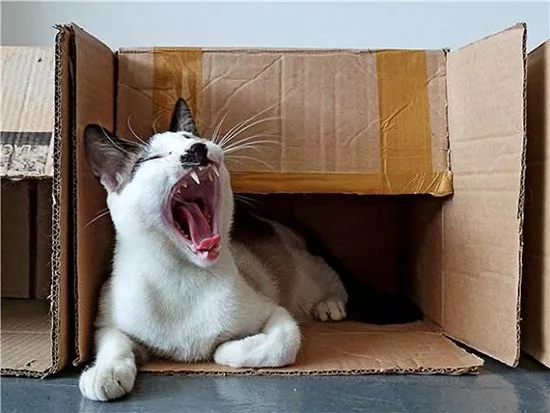 猫咪为什么喜欢箱子 猫咪喜欢箱子原因大揭秘
