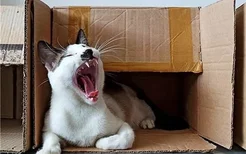 猫咪为什么喜欢箱子 猫咪喜欢箱子原因大揭秘