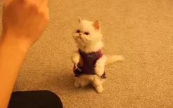 怎样训练猫跳环 猫咪跳环训练