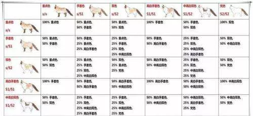 布偶猫繁育配色表 上品布偶养成手册