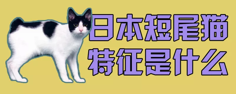 日本短尾猫特征是什么