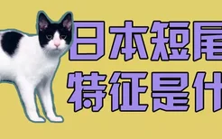 日本短尾猫特征是什么