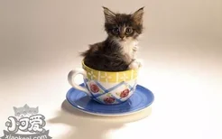 茶杯猫拉稀怎么回事 茶杯猫拉稀原因
