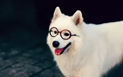 萨摩耶犬怎么看纯不纯 纯种萨摩耶特征辨别方法