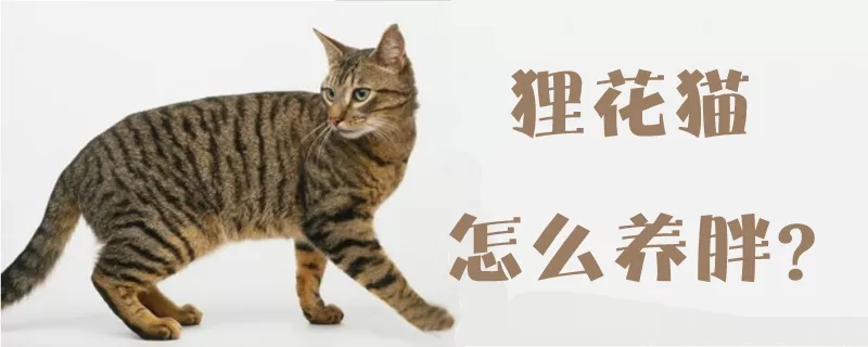 狸花猫怎么养胖