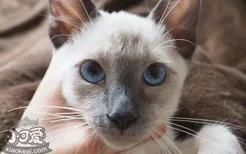 猫的眼神代表什么意思 你知道吗？