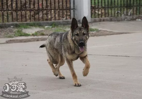 昆明犬患皮肤病怎么治 昆明犬皮肤病治疗方法1