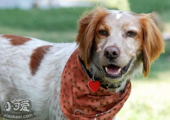 布列塔尼犬怎么修剪指甲 布列塔尼犬指甲修剪方法1