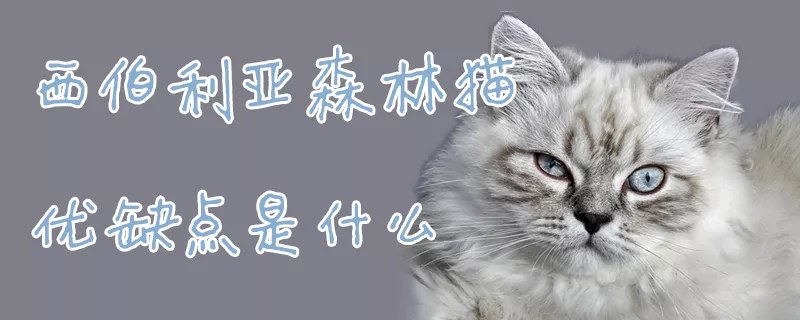 西伯利亚森林猫优缺点是什么