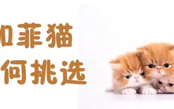 加菲猫如何挑选