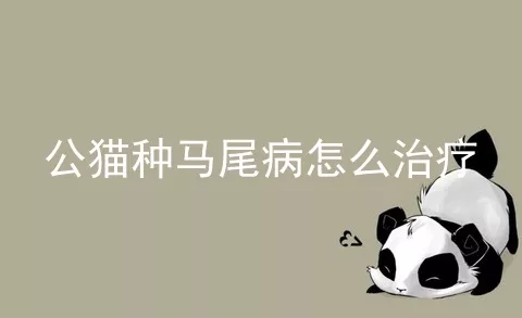 公猫种马尾病怎么治疗