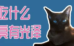 猫吃什么毛亮有光泽