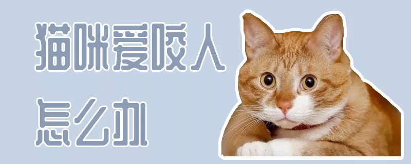 猫咪爱咬人怎么办