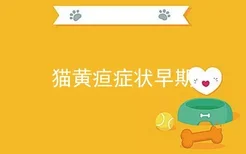 猫黄疸症状早期