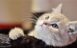 猫为什么会在床上拉屎 猫咪不是很爱干净的吗