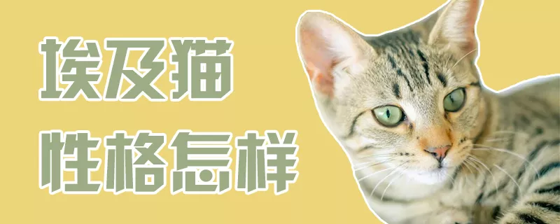 埃及猫性格怎样