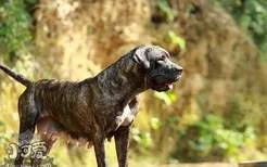 加纳利犬什么时候打疫苗 西班牙加纳利犬打疫苗注意事项
