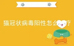 猫冠状病毒阳性怎么治疗