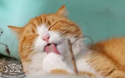 猫嘴巴里有腥臭味原因 猫有口臭如何处理