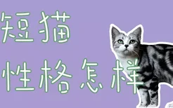 美短猫的性格怎样