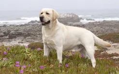 什么狗可以做导盲犬 导盲犬有哪些你还不知道吗