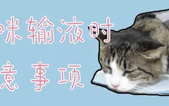 猫咪输液时注意事项