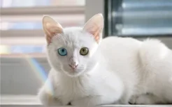 小猫眼睛变色 是猫咪得了眼部疾病吗