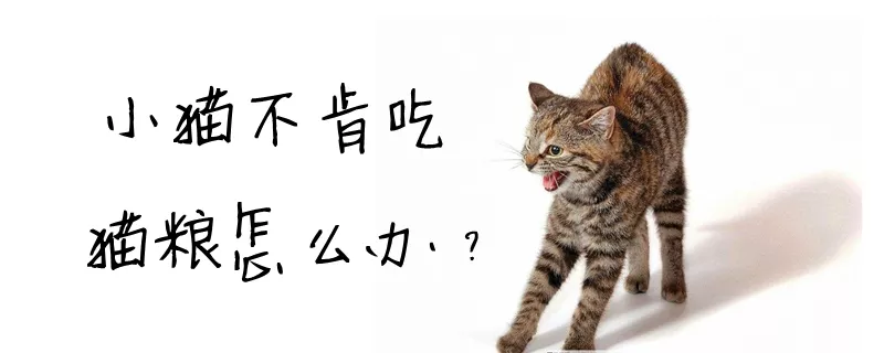 小猫不肯吃猫粮怎么办