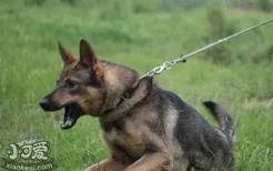 昆明犬什么时候开始训练好 昆明犬最佳训练时间