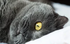 猫为什么也会便秘 导致猫便秘的原因有哪些