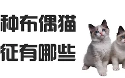 纯种布偶猫特征有哪些