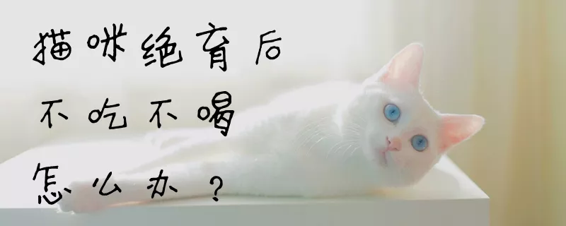 猫咪绝育后不吃不喝怎么办