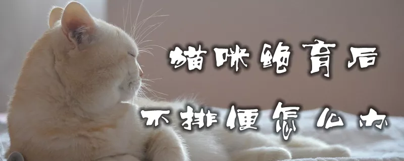 猫咪绝育后不排便怎么办