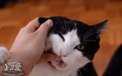 猫为什么喜欢猫薄荷