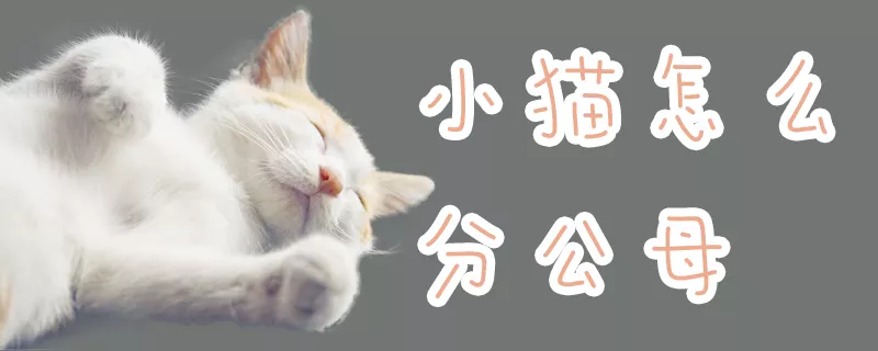 小猫怎么分公母