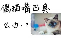 布偶猫嘴巴臭怎么办