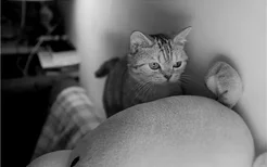 猫早产小猫能活吗 人工喂养也不比母乳差哦！