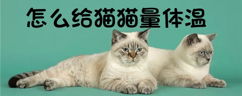 怎么给猫猫量体温