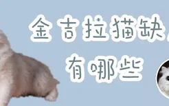 金吉拉猫缺点有哪些