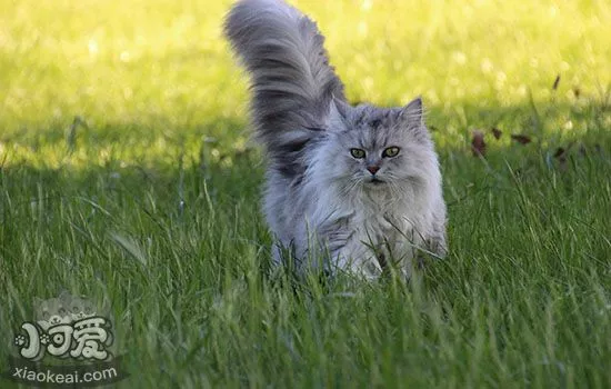 长毛猫夏天要剃毛吗 长毛猫如何度过夏天