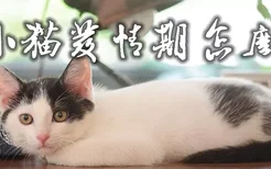 小猫发情期怎么办