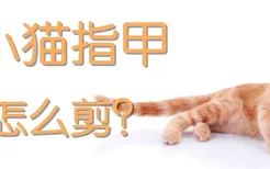 小猫指甲怎么剪