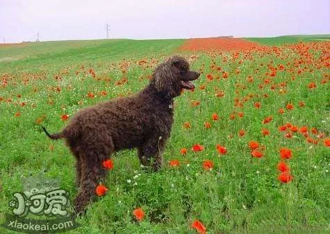 爱尔兰水猎犬怎么梳毛 爱尔兰水猎犬梳毛注意事项