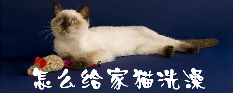 怎么给家猫洗澡