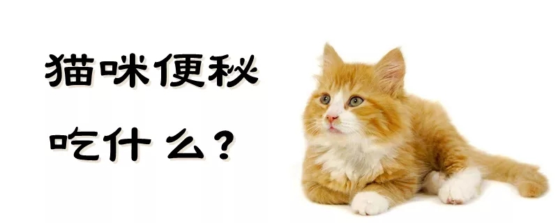 猫咪便秘吃什么