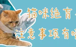 猫咪绝育手术注意事项有哪些